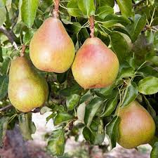 Granddad pears showing the size. Exotic Fruit Trees Pear Fruit Tree