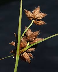 Image result for Bolboschoenus glaucus