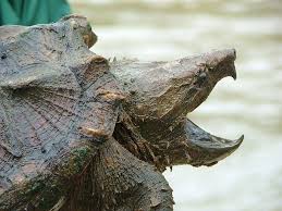 At this speed it can keep up with an average nascar car. Alligator Snapping Turtles Outweigh The Average Human 9 More Amazing Facts