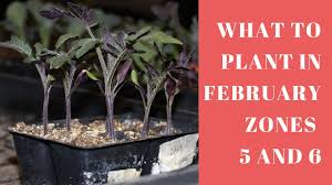 Knowing when to transplant seedlings outdoors will help to maximize your harvest. What Seedlings Can You Plant In February Zones 5 And 6 Youtube