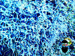 Image result for Ochna cyanophylla