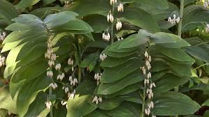 Check spelling or type a new query. Ask A Master Gardener Pretty Plants Can Be A Big Nuisance