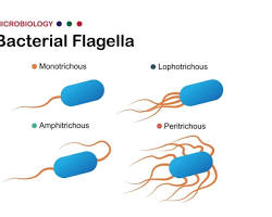 صورة Flagella in bacteria