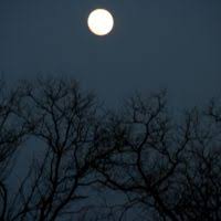 A full moon with a tree in the foreground. Full moon planet.