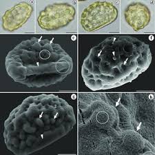 Image result for Blotiella natalensis