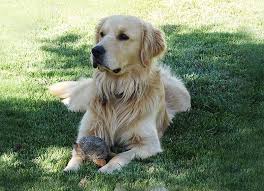 Check spelling or type a new query. Luke Our Golden Retriever Sire Akc Certified Pedigree Golden K9 Stud