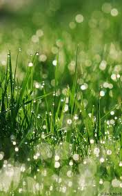 Morning Dew Bokeh In 2020 Flowers Photography Morning Dew Nature Photography