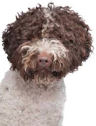 The puppies will be ready to leave to their loving homes on 16th july. Lagotto Romagnolo Temperament What Every Owner Should Consider