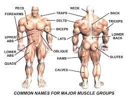 Naming skeletal muscles according to a number of criteria we name muscles by considering the qualities listed below. Muscle Groups Insanity Workout Log
