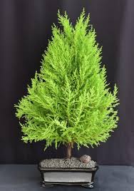 Image result for Cupressus macrocarpa