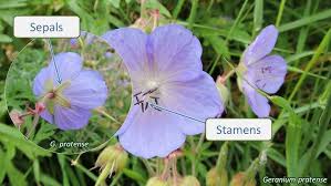 Image result for Geraniaceae