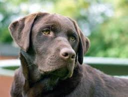 Labrador Chocolat Dog Breeds Labrador Retriever Labrador