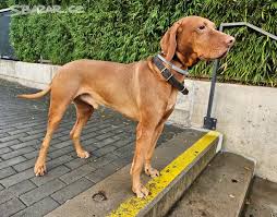 Image result for maďarský krátkosrstý ohař