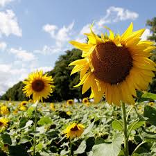 Poodle doodle keto / sugar free christmas candy ke. Swarms Of Instagrammers Force A Canadian Sunflower Farm To Ban All Visitors The Verge