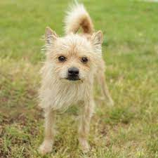 Arnie Border Terrier Mix Scruffy Dogs Chihuahua Terrier Dogs