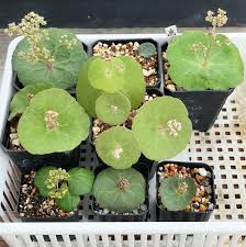 Image result for Eriospermaceae