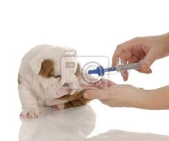 'veterinaria' is an alternate term for 'veterinario'. Cuidados Veterinarios Cachorro De Bulldog Ingles Con Aguja Fotomural Fotomurales Inocular Vacunar Enfermo Myloview Es