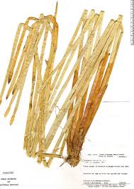 Image result for Eleocharis mutata