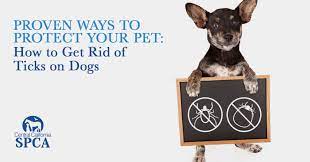 How To Get Rid Of Ticks On Dogs And Remove Them