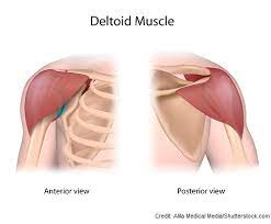 The injection site will be below the bone and above the axillary fold/armpit. How To Administer An Intramuscular Injection In The Deltoid Muscle Using Z Track Technique