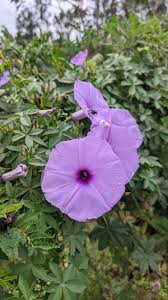 Image result for Astripomoea