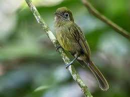 Image result for Rhynchotropis marginata