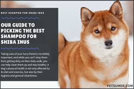 When did shiba inu start? 11 Best Shampoos For Shiba Inus In 2021