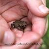 Frogs, toads, mice and other creatures. 3