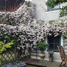 Clematis Montana Rubens Clematis Kletterpflanzen Clematis Pflanzen