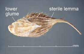 Image result for Echinochloa crus-pavonis