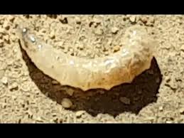 The roots of vegetable crop plants of many kinds are subject to the destructive influence of maggots which injure them severely during certain seasons. Root Maggots Causing A Plant To Wilt How To Counter Root Maggots Youtube