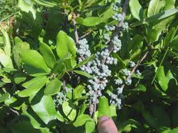We did not find results for: A Collection Of Native Shrubs For Maine Summer Gardens Wild Seed Project