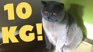 Get information about the british shorthair cat including facts, history, personality traits, and what it's like to live with this breed of cat. Coconut Blue British Shorthair 10 Kg Cat Youtube