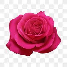 Roses Png Vector Psd And Clipart With Transparent Background For Free Download Pngtree Rose Flower Png Rose Illustration White Rose Flower