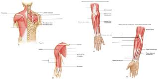 The most common exercises for these muscle groups are listed above. Muscles Origin Insertion Action Arm Forearm Hand Diagram Quizlet