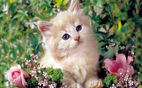 Cute Kitten Kittens Cutest Cute Cat Wallpaper Cute Animals