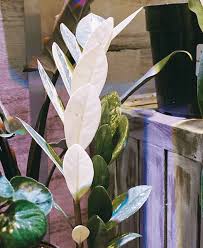 We did not find results for: What S Hot Indoors Garden Center Magazine