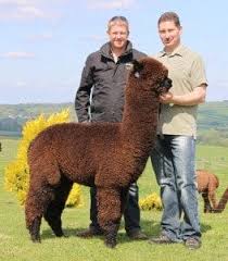 Check spelling or type a new query. Alpacas For Sale Inca Alpaca Black Alpaca