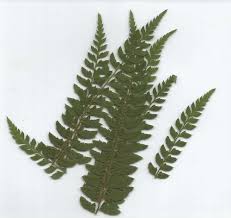 For over 25 years, ferns n petals is helping you to celebrate your special moments by delivering fresh flowers and fabulous gifts to your loved ones. Pressed Field Fern Leaves Pack Of 7 Dried Flowers Shop
