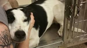 Submit an online adoption questionnaire by clicking the interested in adopting a pet? Palmdale Ca Australian Cattle Dog Meet Moo Moo A Pet For Adoption