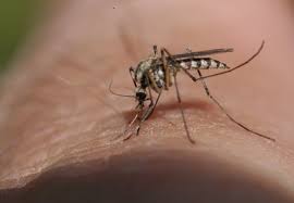 Explore world's best mosquito and here we get started with the detailed reviews of our 10 best mosquito repellent device that will if refilling is necessary, remove the upper cap and then fill the cartridge with fuel and tighten back the. Pest Control For Expectant Mothers Updated For 2021 Pests Org