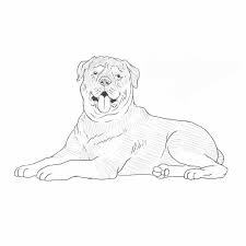 Rottweiler Drawing Dog Breeds List Dog Sketch Dog Breeds List Dog Breeds