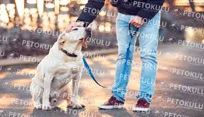 Kopege Nasil Komut Egitimi Verilir Pet Okulu