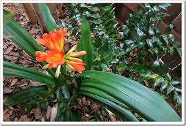 Image result for clivia
