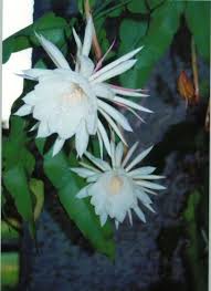 Night Blooming Cereus Got Epis Night Blooming Flowers Garden Crafts Diy Moon Flower