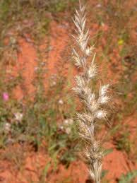 Image result for Anthephora pubescens