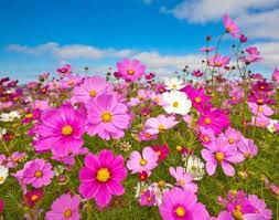 Pin On For The Love Of Flowers Flower Gardening Container Gardening