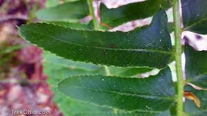 Check spelling or type a new query. Basic Fern Identification Trekohio