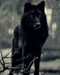 Alpha Wolf Instinct On Instagram Black Wolf Follow Alphawolfinstinct For More Follow Alphawolfinstinct For More Credit U Black Wolf Alpha Wolf Wolf