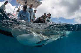 However, this identifying feature is usually more apparent on younger sharks. Esa Tiger Shark Being Captured By The Tagging Team